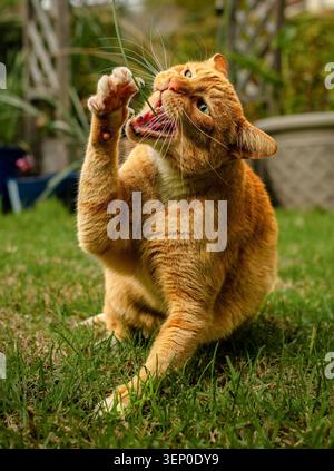 Orange tabby cat biting grass in garden, showing natural domestic pet behavior outdoors. Stock Photo