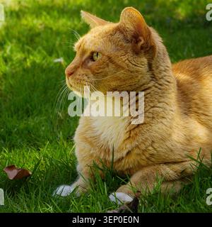 Orange tabby cat resting on green grass in natural light, showing a relaxed outdoor domestic pet portrait. Stock Photo