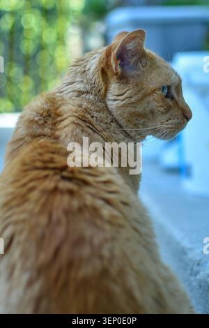 Orange tabby cat resting outdoors with soft natural background, showing a calm domestic pet in a shaded outdoor setting. Stock Photo