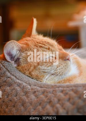 Sleeping orange tabby cat resting on soft blanket in warm light, showing a cozy indoor domestic pet scene. Stock Photo