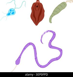 Different types of microscopic and macroscopic parasites, including protozoan, trematode, nematode, and cestode forms, illustrate biological concepts Stock Vector