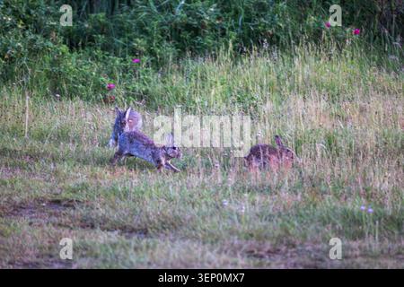 Two Wild European Rabbits Interacting Face to Face on Grass at Dusk Stock Photo
