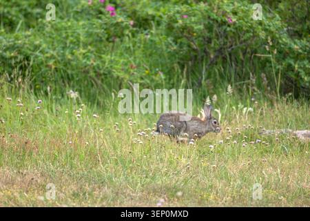 Wild European Rabbit Foraging Among Pink Wildflowers in Summer Meadow Stock Photo