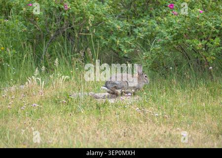 Wild European Rabbit Running Through Wildflower Meadow Showing White Tail Stock Photo