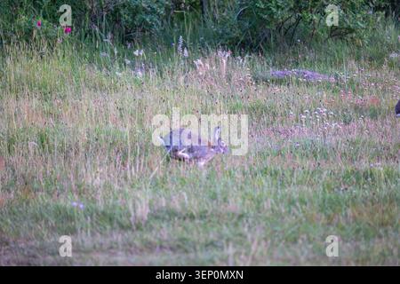 Wild European Rabbit Running Through Wildflower Meadow in Soft Dusk Evening Light Stock Photo