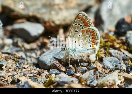 Blue butterfly with orange spots perched on pebbles, captured in a sharp macro nature and wildlife close-up. Stock Photo