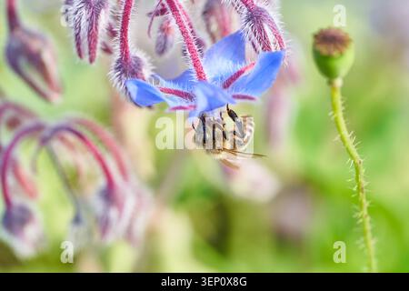 Honeybee hangs beneath a blue borage blossom feeding on nectar among fuzzy pink stems and green buds. Stock Photo