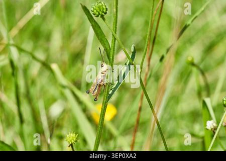 Grasshopper clings to a grass stem in a sunlit summer meadow, detailed macro insect portrait. Stock Photo