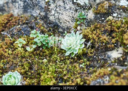 Close-up of a green succulent surrounded by moss and tiny alpine plants growing on a rock crevice. Stock Photo