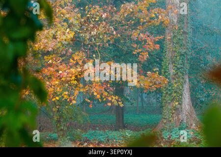 A serene forest landscape bathed in the soft light of an October morning, with colorful leaves and thick fog creating a dramatic atmosphere Stock Photo
