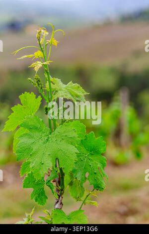 Vine growth in a lush vineyard under cloudy skies in spring season. Stock Photo
