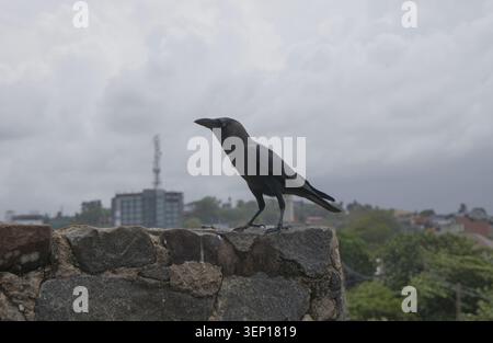 Black crow standing on an old stone wall with a blurred urban background in Galle Fort, Sri Lanka. Stock Photo
