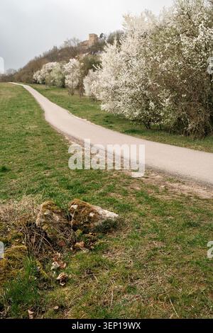 Vertical view of a curving path through spring grass and blooming white trees, with mossy rocks in the foreground and a distant hilltop building Stock Photo