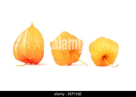 Autumn bunch of three dried orange and yellow physalis buds beautifully displayed in centre on white background Stock Photo