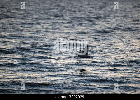 Herring Gull Flying Low Over Choppy Silver Grey North Sea Surface Stock Photo