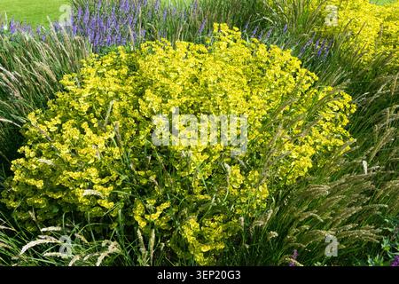 Yellowish-green flowers of Spurge Euphorbia in a mixed flowerbed with ornamental grasses in a Summer Garden Stock Photo