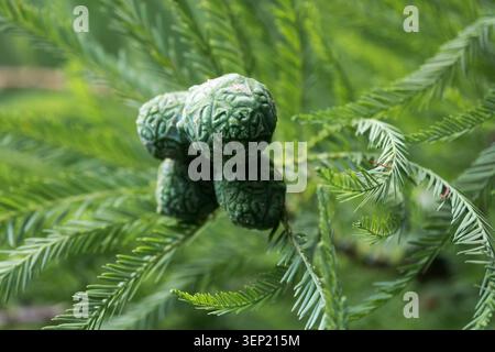 Detail of young green cones and foliage of Bald Cypress Taxodium distichum on a branch Stock Photo
