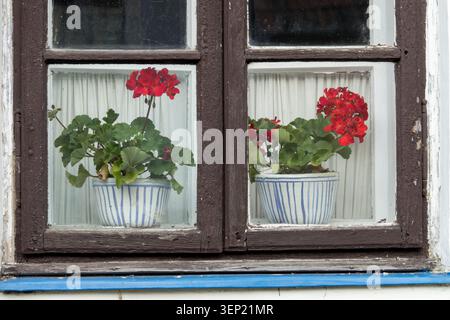 Red flowers of Zonal Geranium Pelargonium zonale in ceramic pots behind an old wooden window Stock Photo