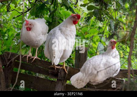 White chickens Gallus gallus domesticus, Hens on an old wooden fence surrounded by green foliage in a Summer Garden Stock Photo