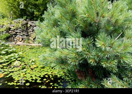 Green needles of Dwarf Japanese White Pine Pinus parviflora next to an ecosystem pond and a stone wall in a Summer Garden Stock Photo