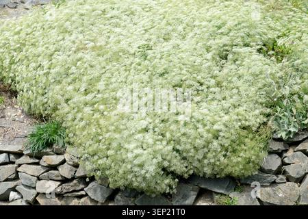 White flowers of an umbellifer plant Apiaceae in a wildlife friendly Summer Garden Stock Photo