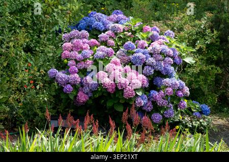 Pink and blue flowers of Bigleaf Hydrangea Hydrangea macrophylla in a Summer Garden Stock Photo
