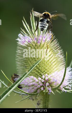 Bumblebee Bombus landing on pink flowers of Wild Teasel Dipsacus fullonum Stock Photo