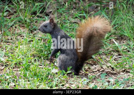 Black squirrel Sciurus vulgaris with a bushy red tail standing on a grassy ground Stock Photo
