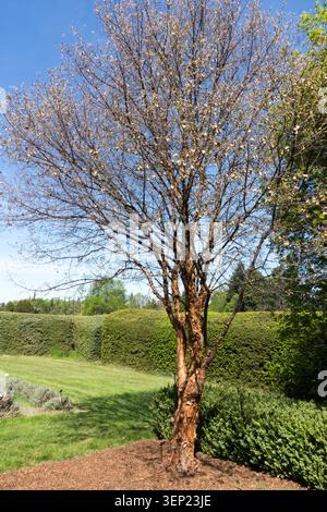 Paperbark Maple Acer griseum with exfoliating brown bark in a Spring Park Stock Photo