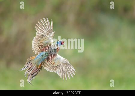Male common pheasant Phasianus colchicus in explosive midair flight close up Stock Photo