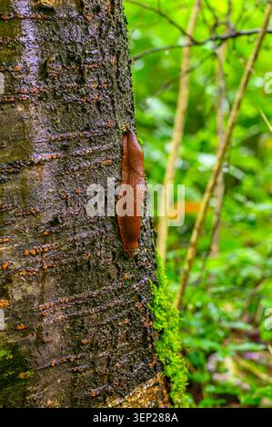 Large reddish brown slug crawling on a wet textured tree trunk in a forest. Stock Photo