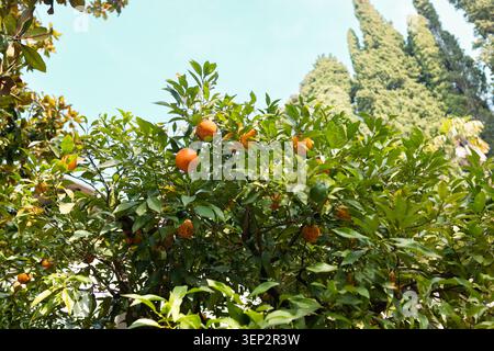 Ripe navel oranges on the trees Stock Photo