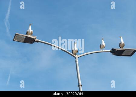 A flock of seagulls perched on a metal streetlamp with one flying, set against a bright, clear blue sky. Stock Photo