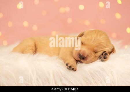 Newborn Golden Retriever Puppy Sleeping on Soft White Blanket Stock Photo