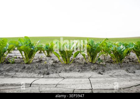 Young sugar beet plants growing in dry, cracked soil, showing drought impact on agriculture and farming Stock Photo