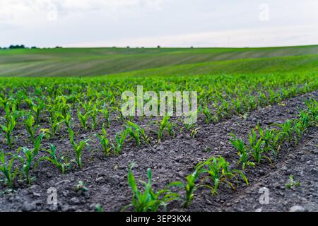 Young corn seedlings emerge from dark soil in parallel rows, stretching towards a distant horizon of undulating green agricultural fields under a soft Stock Photo