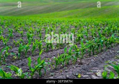 Young corn plants creating future crops, showing sustainable agriculture and thriving growth in an expanding green field with fertile soil and rolling Stock Photo