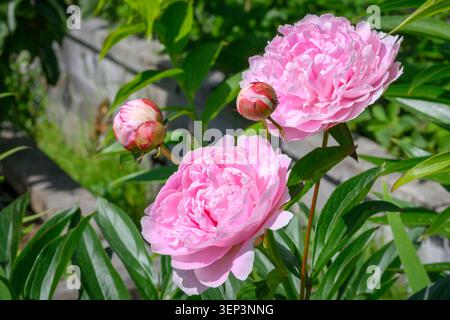 Pink peony, Paeonia Double Pink, "Sarah Bernhardt", Vancouver British Columbia, Canada Stock Photo