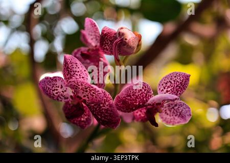 Pink and dark purple heavily spotted Vanda orchid flowers with bud blooming on stem, close-up photography with bright green and yellow bokeh backgroun Stock Photo