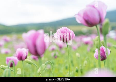 Cinematic selective focus photography of a blooming purple poppy with blurred background elements creating an elegant bokeh effect. Ideal for romantic Stock Photo
