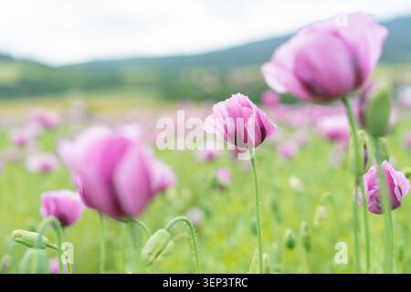 Vibrant violet papaver blossoms in sharp focus against a painterly bokeh background of a summer meadow. High-quality stock photography for wellness Stock Photo