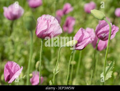 A lovely cluster of vibrant purple poppy flowers and closed green buds blooming in a summer meadow. Perfect composition for greeting cards, botanical Stock Photo