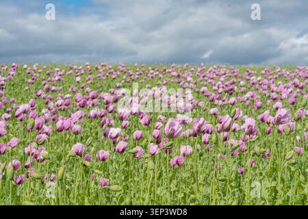 An expansive wide view of a vibrant purple poppy field blooming under a dramatic overcast sky with distant hills. Perfect asset for regional tourism Stock Photo