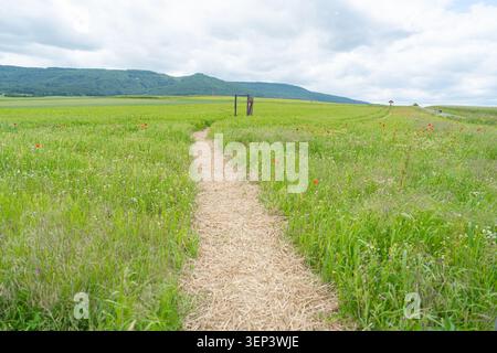 A narrow dirt and gravel footpath cutting through a vibrant green summer field towards rolling hills. Great representation of journey, way forward Stock Photo