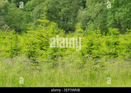 Scenic landscape shot of young green conifer trees and pine saplings growing on a grassy field. A lush thick forest forms the background under bright Stock Photo