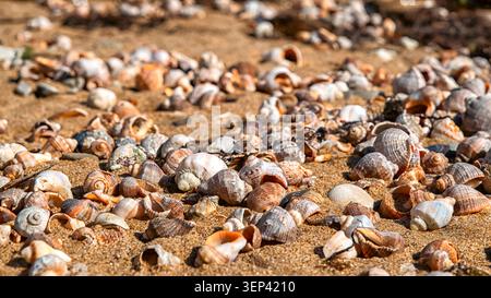 Close-up view of numerous seashells scattered across a sandy beach on the Bulgarian Black Sea coast near Byala, showcasing natural seaside textures an Stock Photo