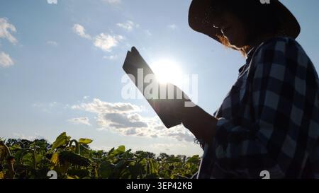Female agronomist using digital tablet at sunflower meadow at sunny day. Adult farmer monitoring harvest at yellow flower field at sunset. Beautiful Stock Photo