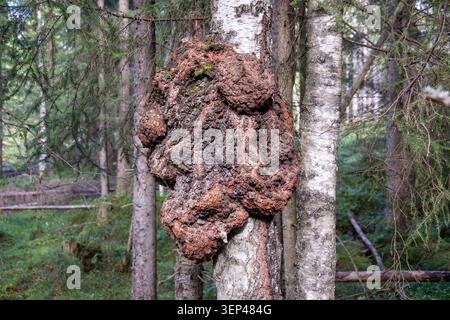 Close-up of a large burl growth on a birch tree trunk in a natural forest Stock Photo