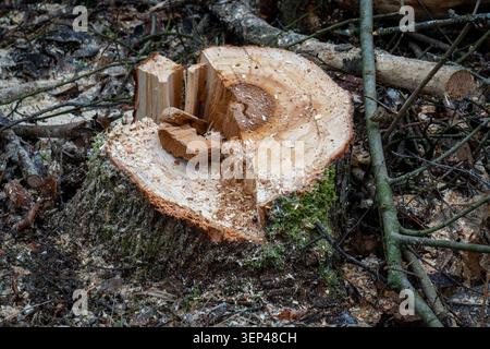 Freshly cut tree stump with wood chips and split wood in a forest environment Stock Photo