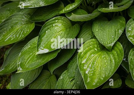 Close view of hosta foliage covered in shining droplets the broad leaves overlapping in graceful curves while soft light deepens the greens and highli Stock Photo